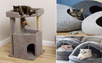 Cool Cat Beds and Cat Feeders - 3 Basic Types of Cat Furniture to Choose From