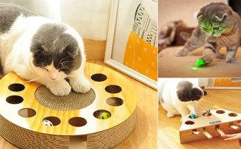 How to Choose Interactive Cat Toys For Your Cat