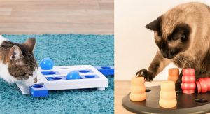 Cat Food Puzzles Is Easy to Make, Fun, and Effective For Your Cat
