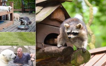 Tips on How to Care For Your Exotic Pets As Pets