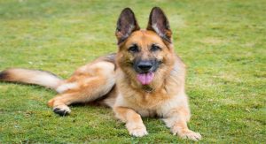 5 Reasons To Welcome a German Shepherd Into Your Home
