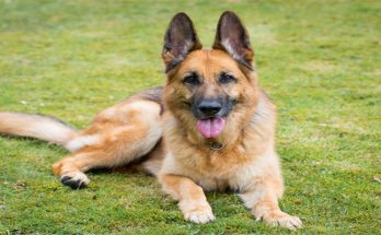 5 Reasons To Welcome a German Shepherd Into Your Home
