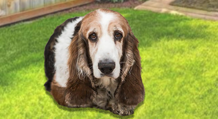 Do Basset Hounds Shed?