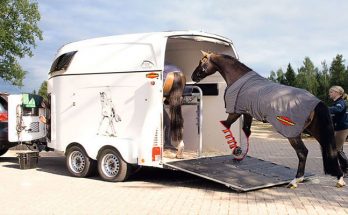 How to Choose the Right Horse Transport