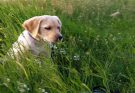 Qualities to Consider When Choosing a Labrador Breeder for Your Purchase