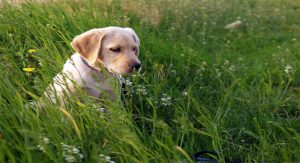Qualities to Consider When Choosing a Labrador Breeder for Your Purchase