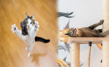 Cats and their need for enrichment