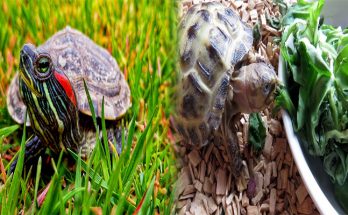 How To Take Proper Care Of Your Pet Tortoise