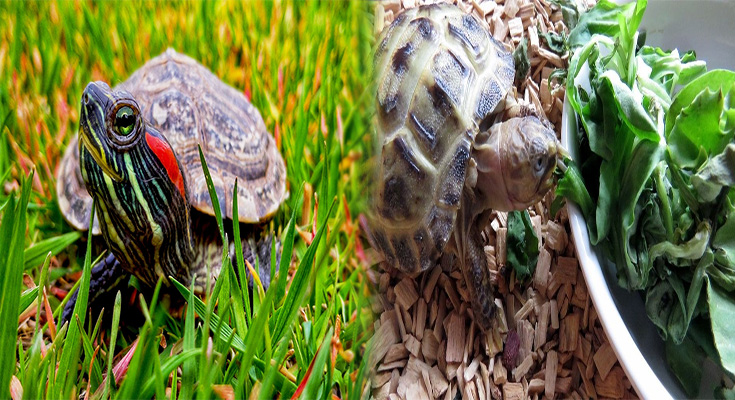 How To Take Proper Care Of Your Pet Tortoise