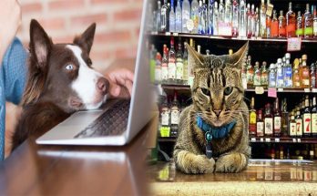 Shopping For Cats And Dogs Online