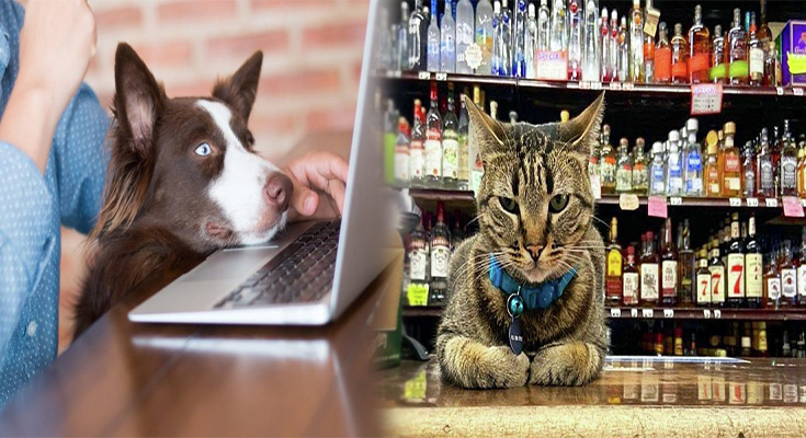 Shopping For Cats And Dogs Online