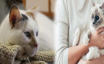 Some Help To Consider When Selecting A Cat Rescuer