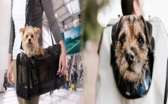 The 10 Best Luxury Pet Carriers For Your Furry Friend