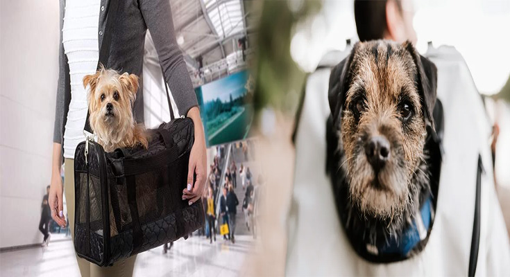 The 10 Best Luxury Pet Carriers For Your Furry Friend