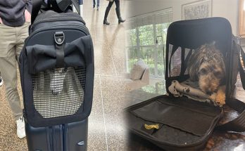 The Best Carriers For Air Travel With Your Pet
