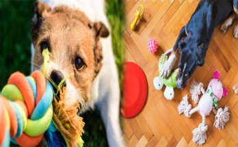 The Best Durable Dog Toys