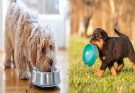 The Best Nutrition For Puppies