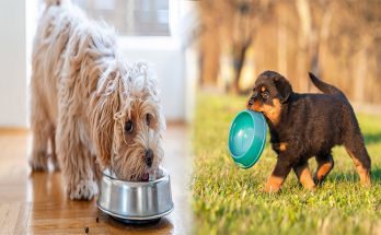 The Best Nutrition For Puppies
