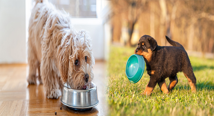 The Best Nutrition For Puppies