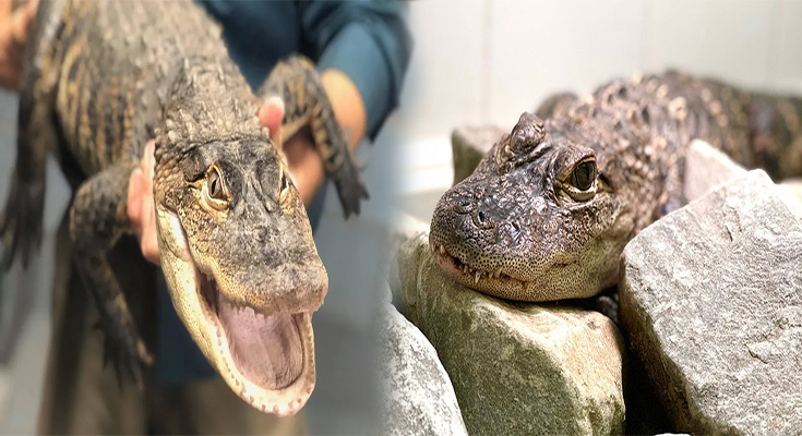 The Legal Problems With Pet Alligators