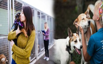 What Pet Shop Adoptions Are Really Like