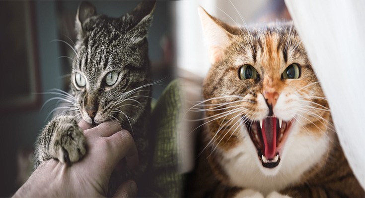 What To Do If Your Cat Loves Biting
