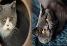 4 Compelling Reasons Why British Shorthair Cats are Perfect for Apartment Living