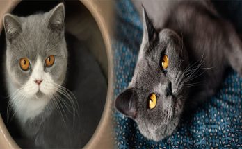 4 Compelling Reasons Why British Shorthair Cats are Perfect for Apartment Living