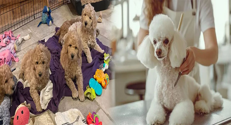 Best Care Tips for Standard Poodle Puppies