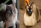 Best Cat Breeds for Small Apartments: Finding the Perfect Feline Companion