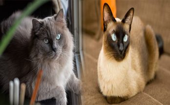 Best Cat Breeds for Small Apartments: Finding the Perfect Feline Companion