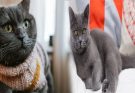 Common Health Issues in British Shorthair Cats and How to Prevent Them