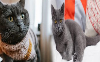 Common Health Issues in British Shorthair Cats and How to Prevent Them