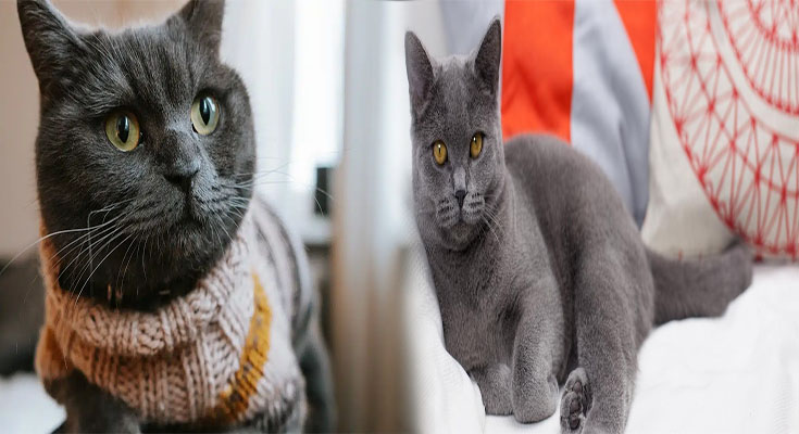 Common Health Issues in British Shorthair Cats and How to Prevent Them