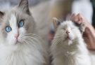 Discover the Top Cat Breeds with Playful Personalities for Active Owners