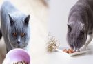 Feeding Guide for British Shorthair Cats to Maintain a Healthy Weight