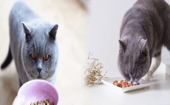 Feeding Guide for British Shorthair Cats to Maintain a Healthy Weight