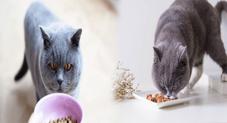 Feeding Guide for British Shorthair Cats to Maintain a Healthy Weight