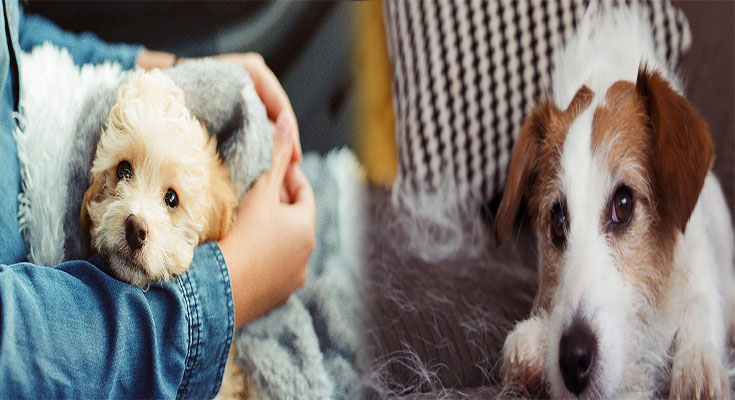 Finding the Perfect Low-Shedding Puppy Breed for Allergy Sufferers