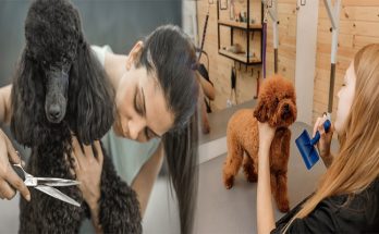 Grooming Advice for Poodles with Curly Coats