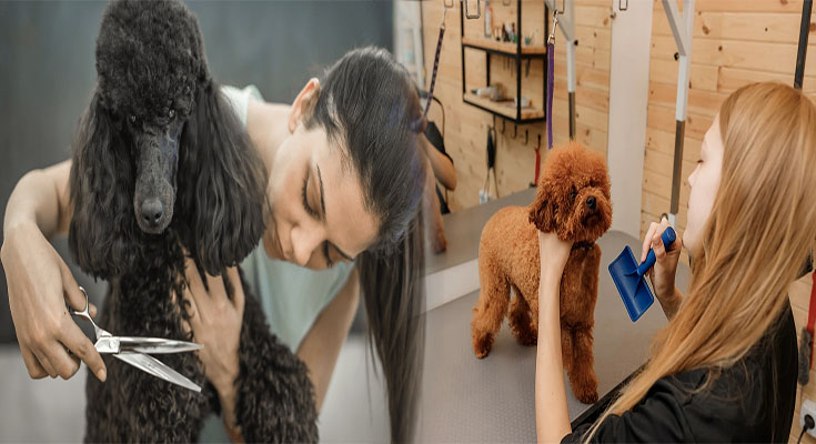 Grooming Advice for Poodles with Curly Coats