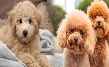 Hypoallergenic Poodle Breeds for Families with Allergies