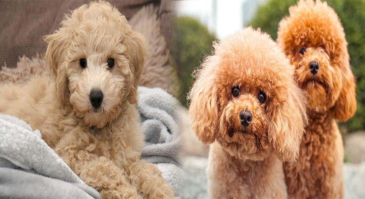 Hypoallergenic Poodle Breeds for Families with Allergies