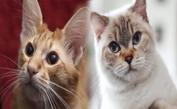 Low-Shedding Cat Breeds for Allergy Sufferers