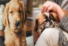 Most Affectionate Puppy Breeds for First-Time Dog Owners