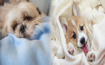 Puppy Breeds with Calm Temperaments for Apartment Living