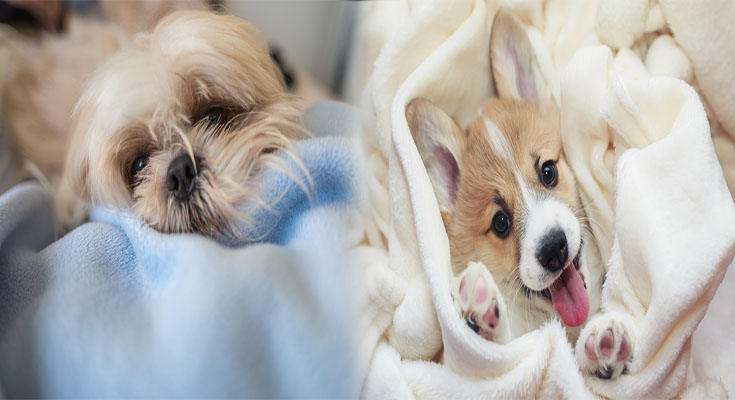 Puppy Breeds with Calm Temperaments for Apartment Living