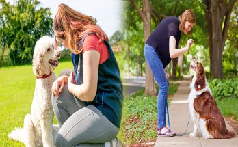 Training a Poodle to be a Well-Behaved Companion