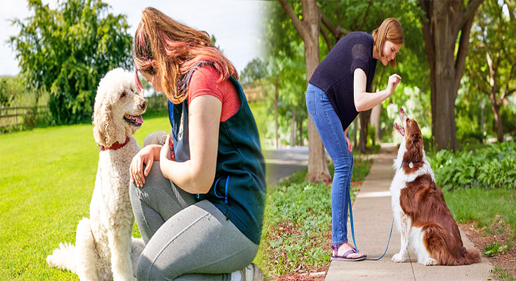 Training a Poodle to be a Well-Behaved Companion