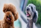 Understanding Poodle Temperament and Personality: A Guide for First-Time Dog Owners